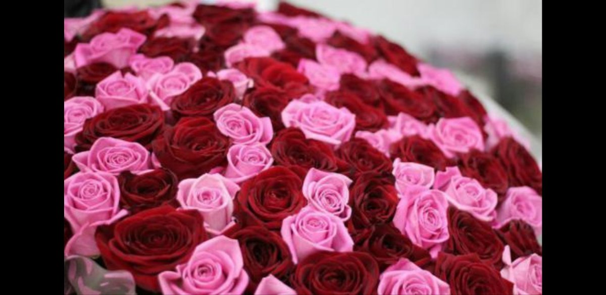 Роза РЕБЕЛЛ