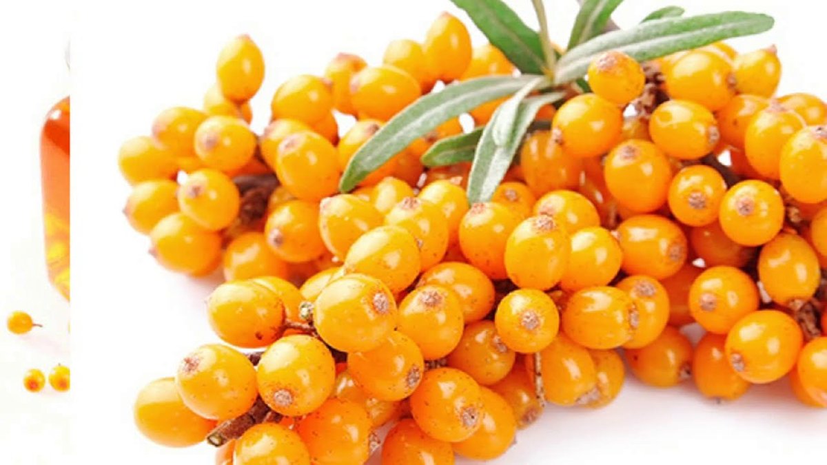 Эльбрус облепиха