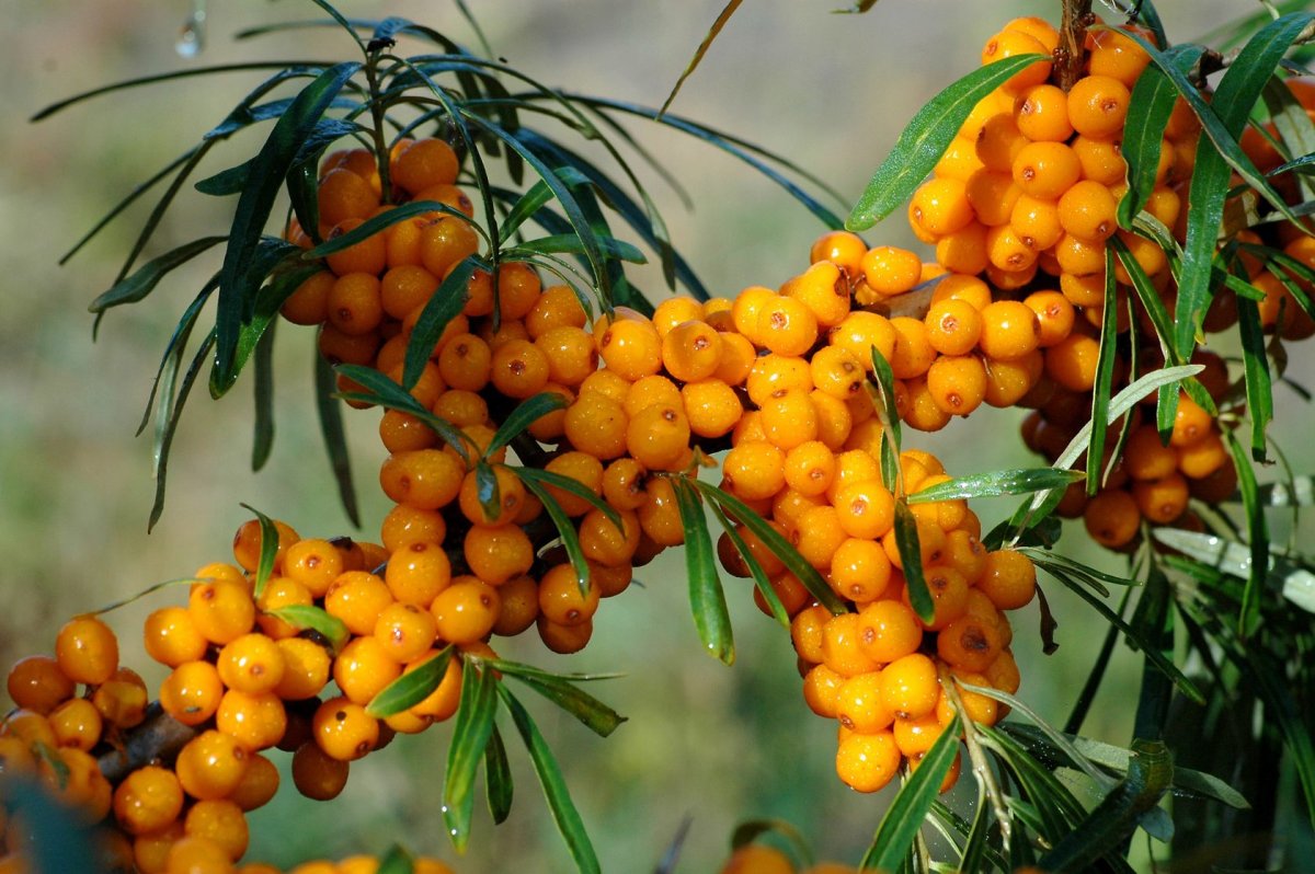 Облепиха фон