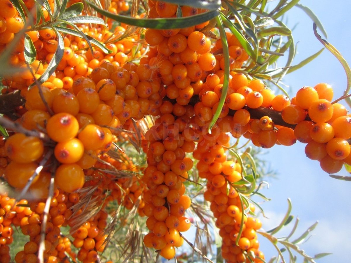 Облепиха осенью дерево