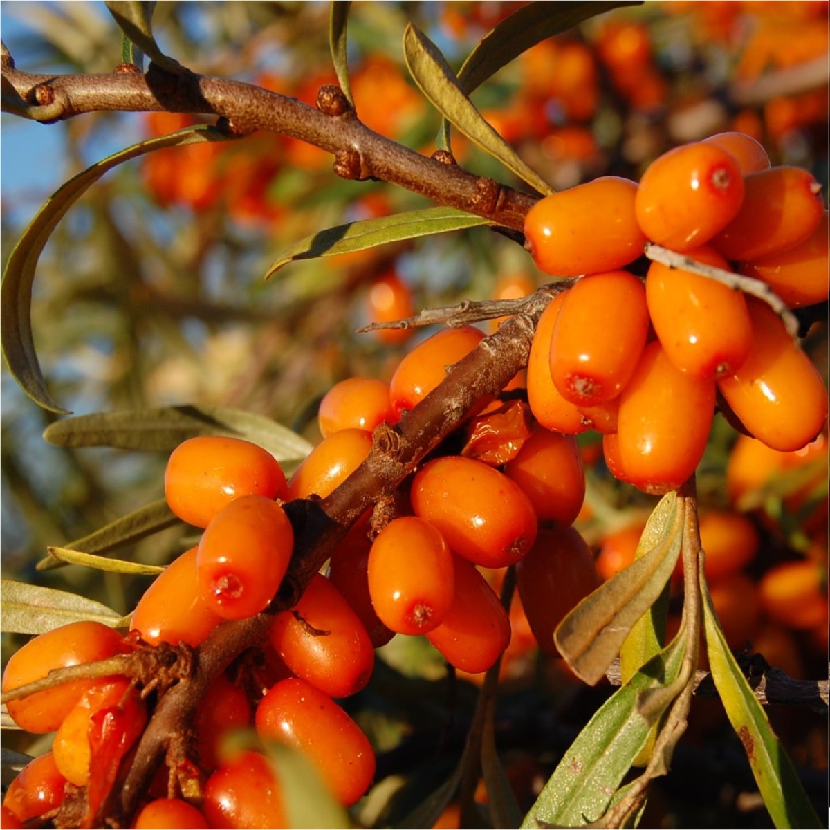 Облепиха ароматная