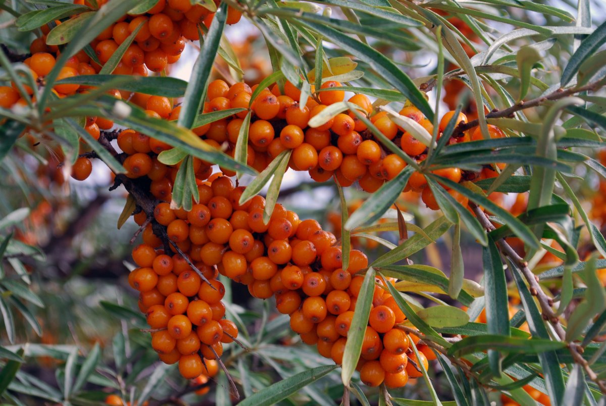 Облепиха (Hippophae) дерево