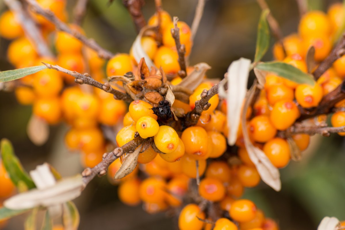 Облепиха Кыргызстана