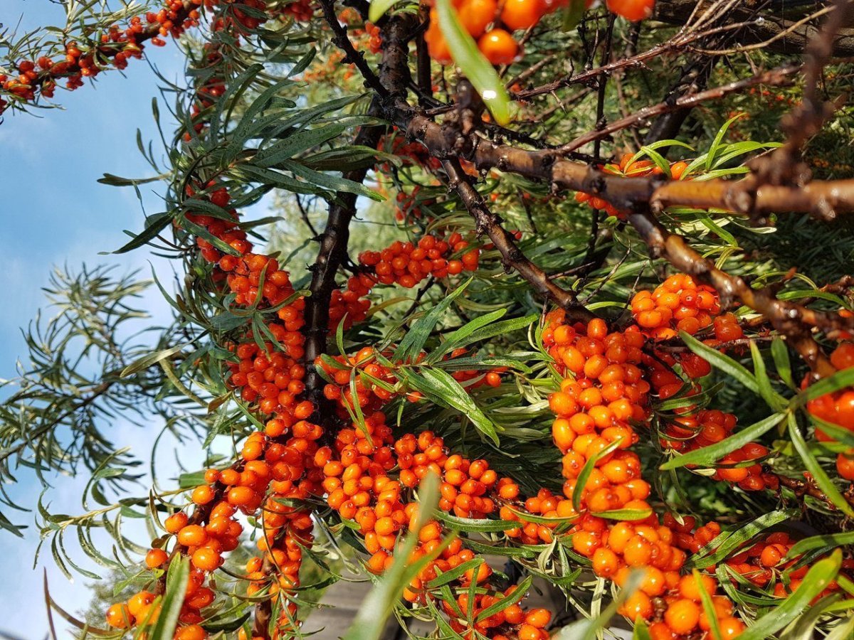 Облепиха крушиновидная цветет