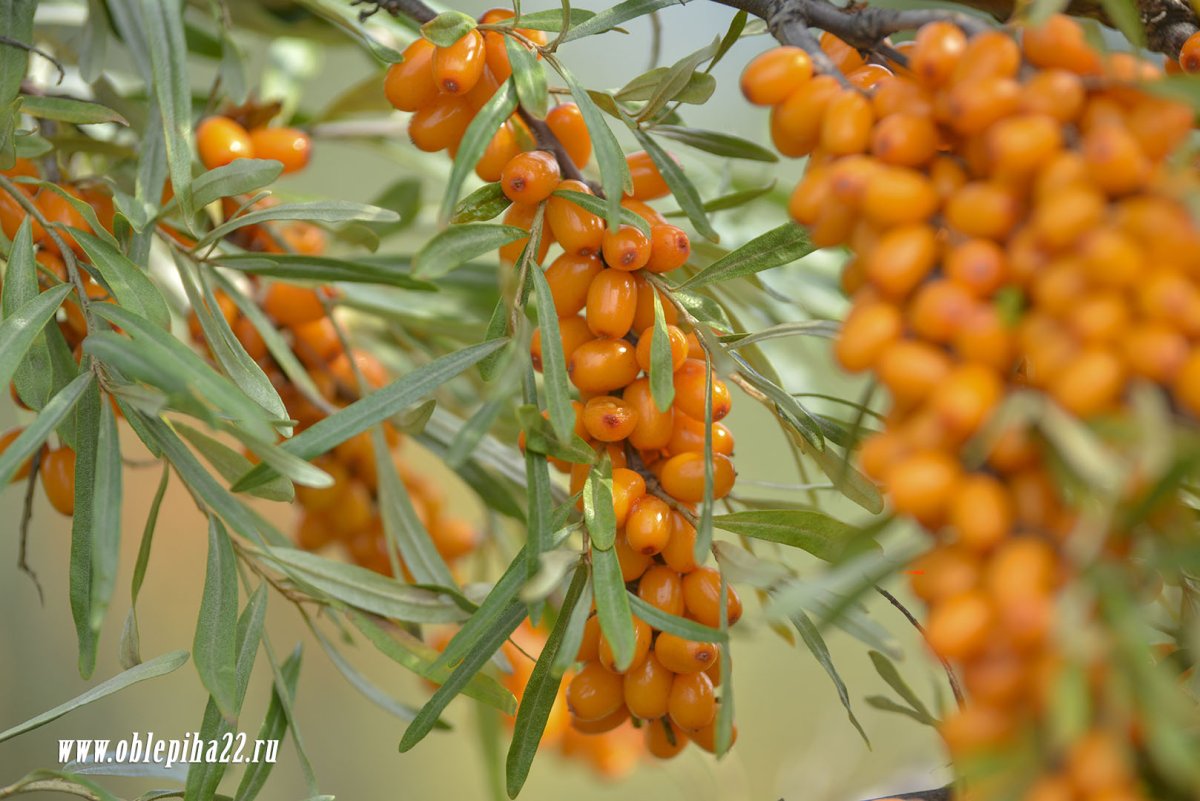 Облепиха Джемовая