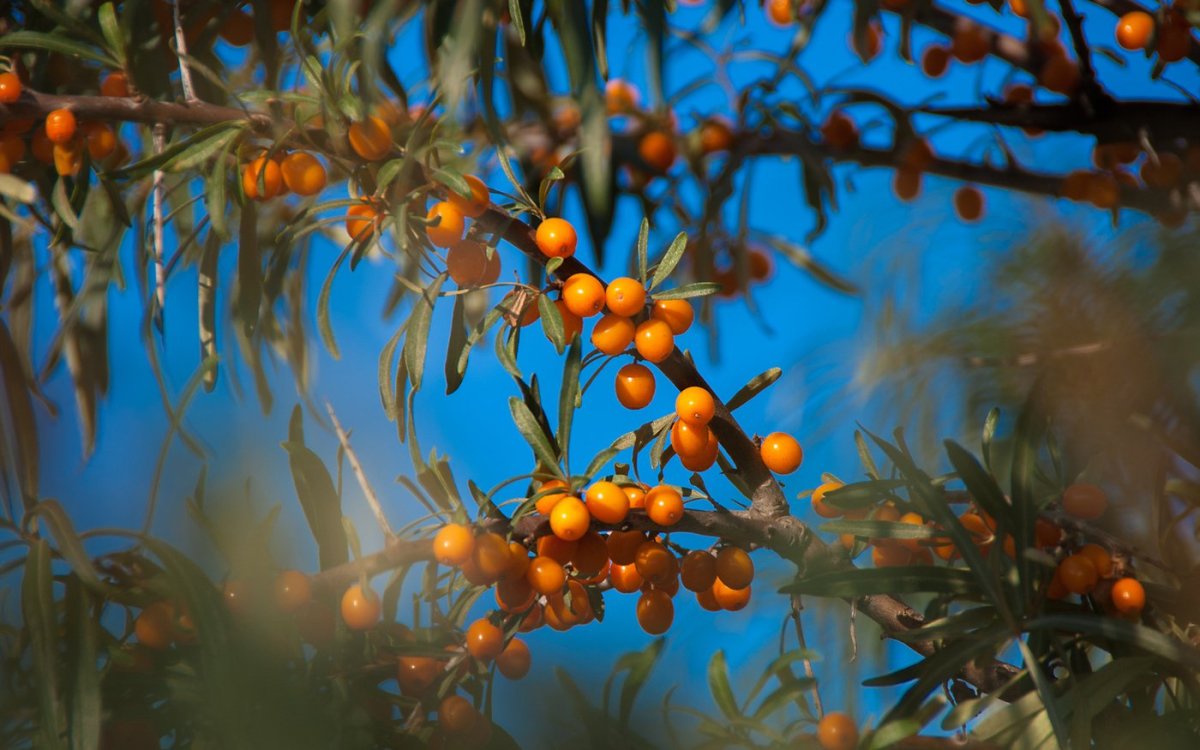 Облепиха крушиновидная Ромео