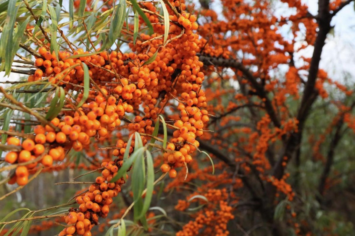 Облепиха сорт Клавдия