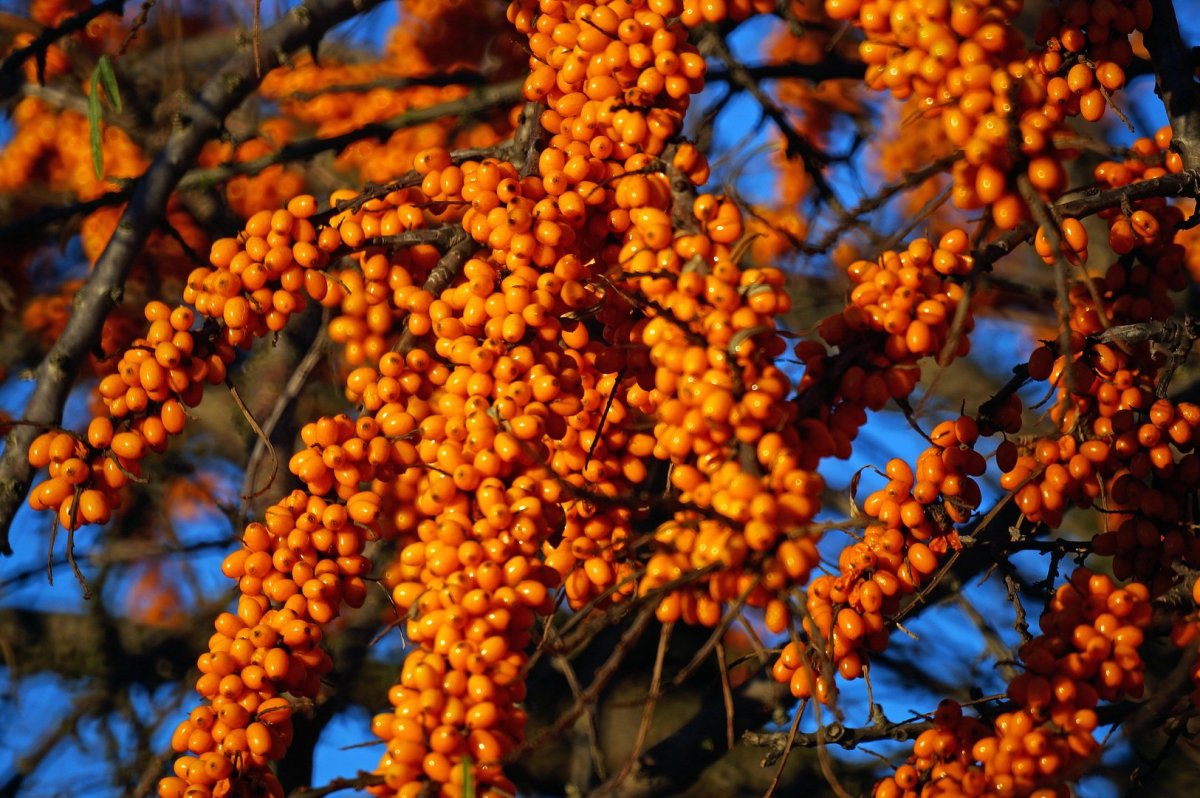 Облепиха Чечек