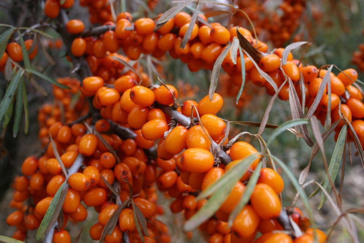 Облепиха крушиновидная листья