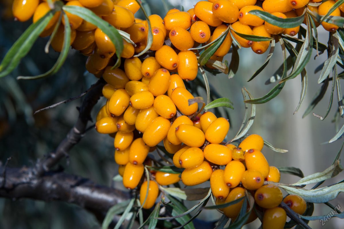 Заготовки из облепихи