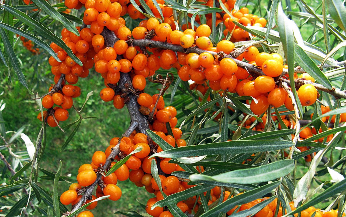 Облепиха Эссель