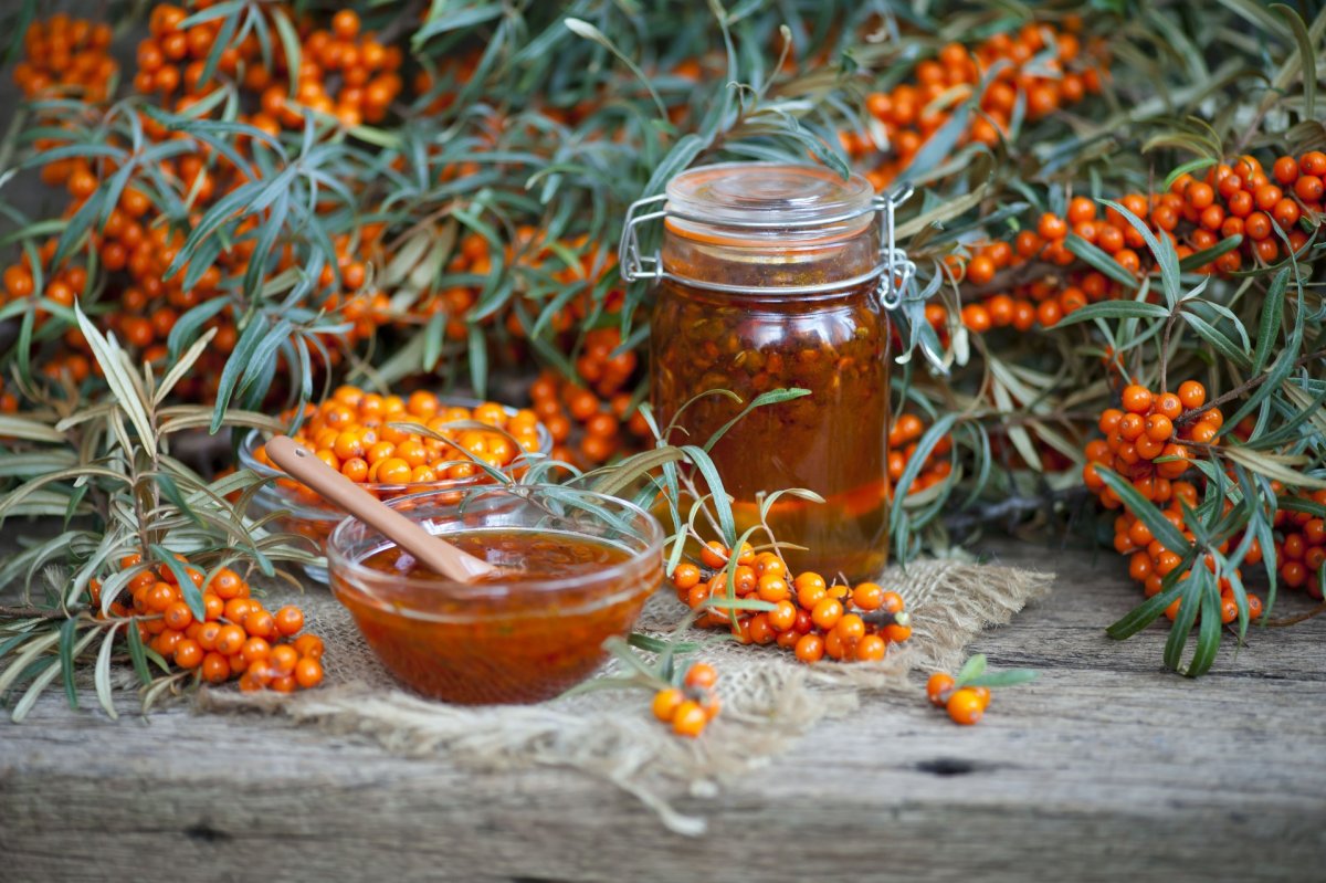 Облепиха Чечек