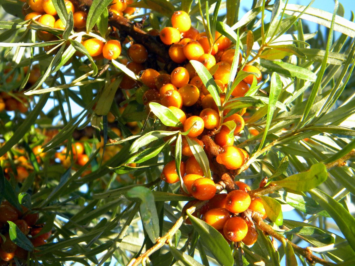 Облепиха вид сверху