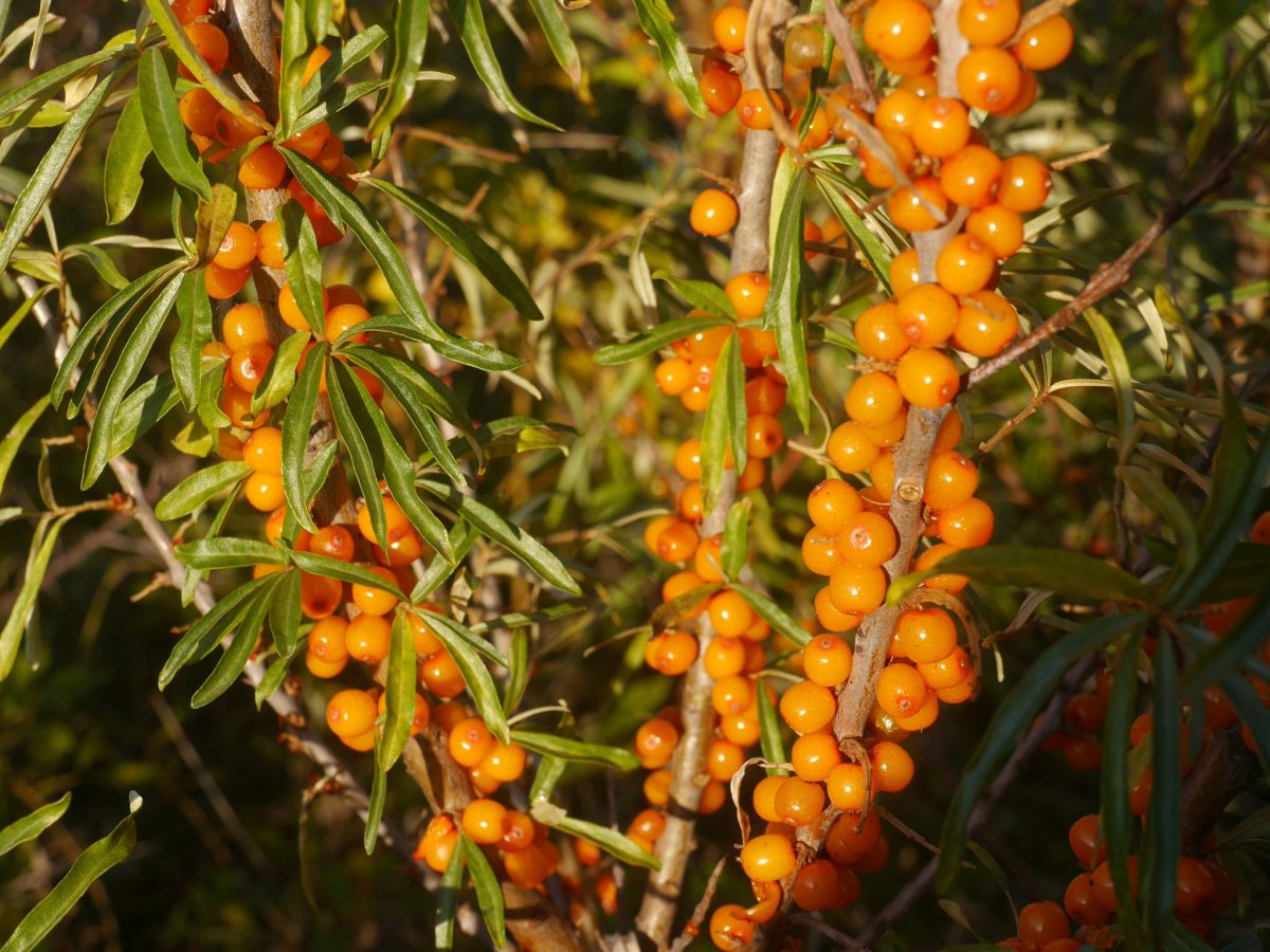 Облепиха клюква брусника