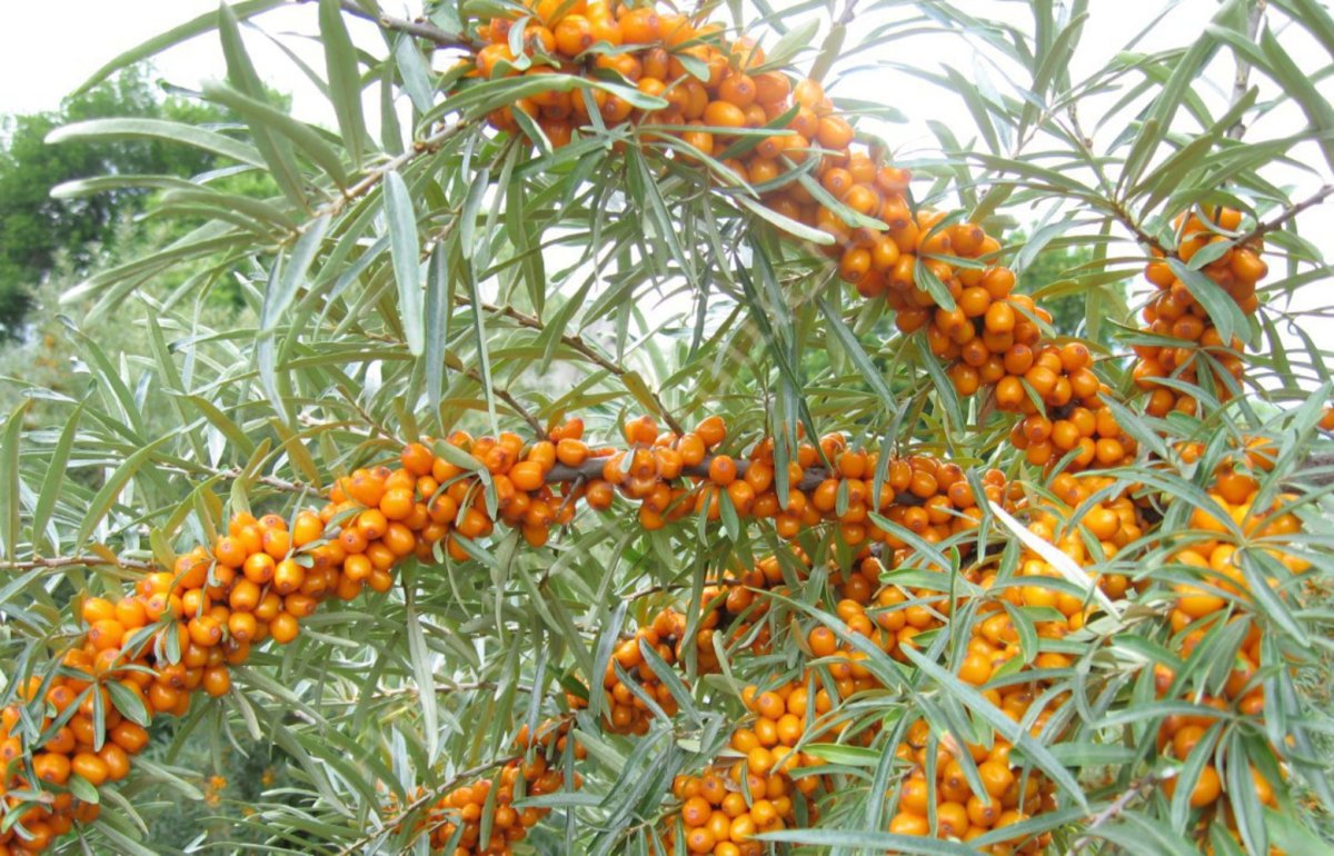 Облепиха крушиновидная цветение