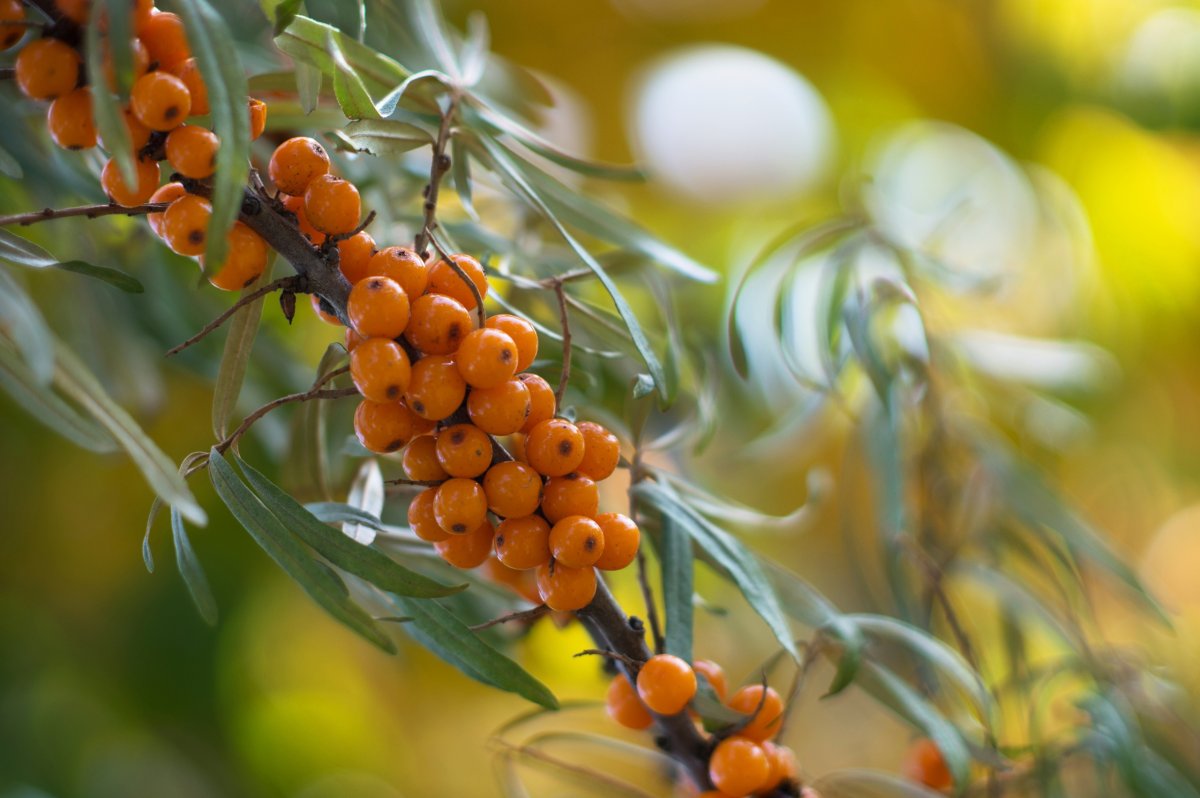 Облепиха Алтая