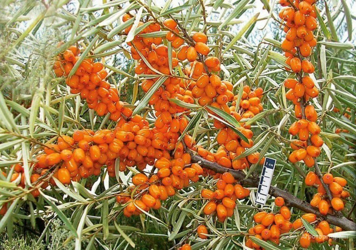 Облепиха фон