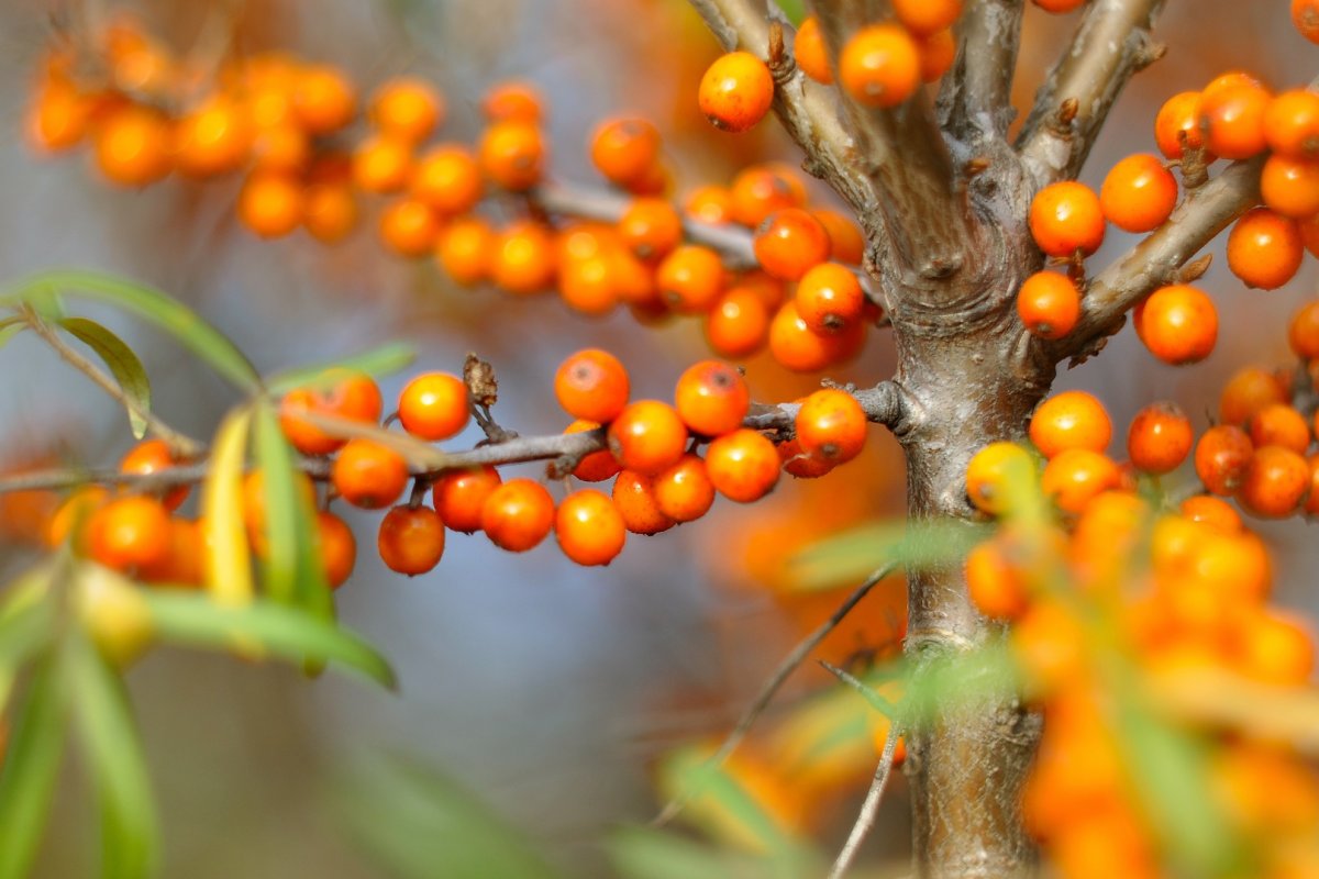 Облепиха крушиновидная куст