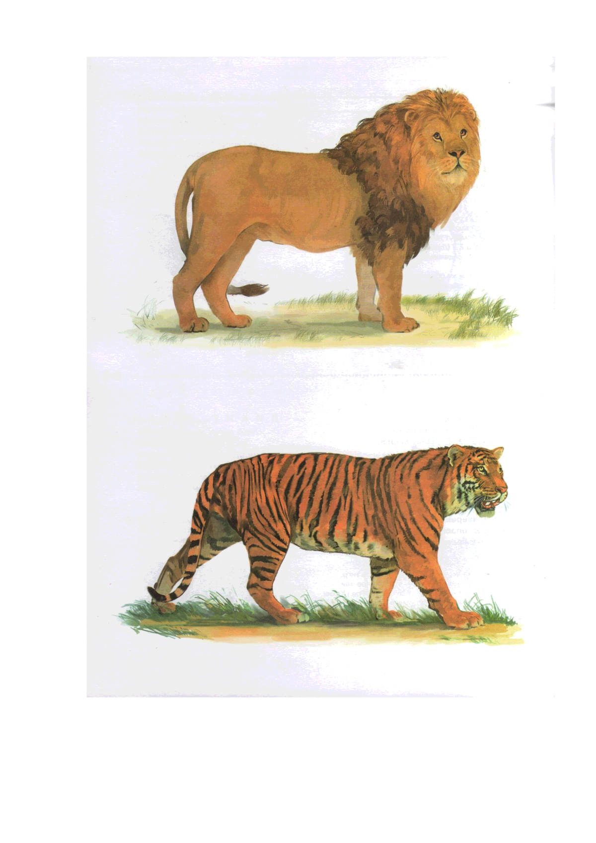 Животные и птицы жарких стран