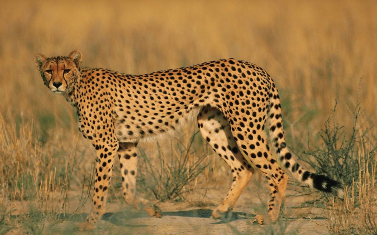 Гепард гепард гепард гепард