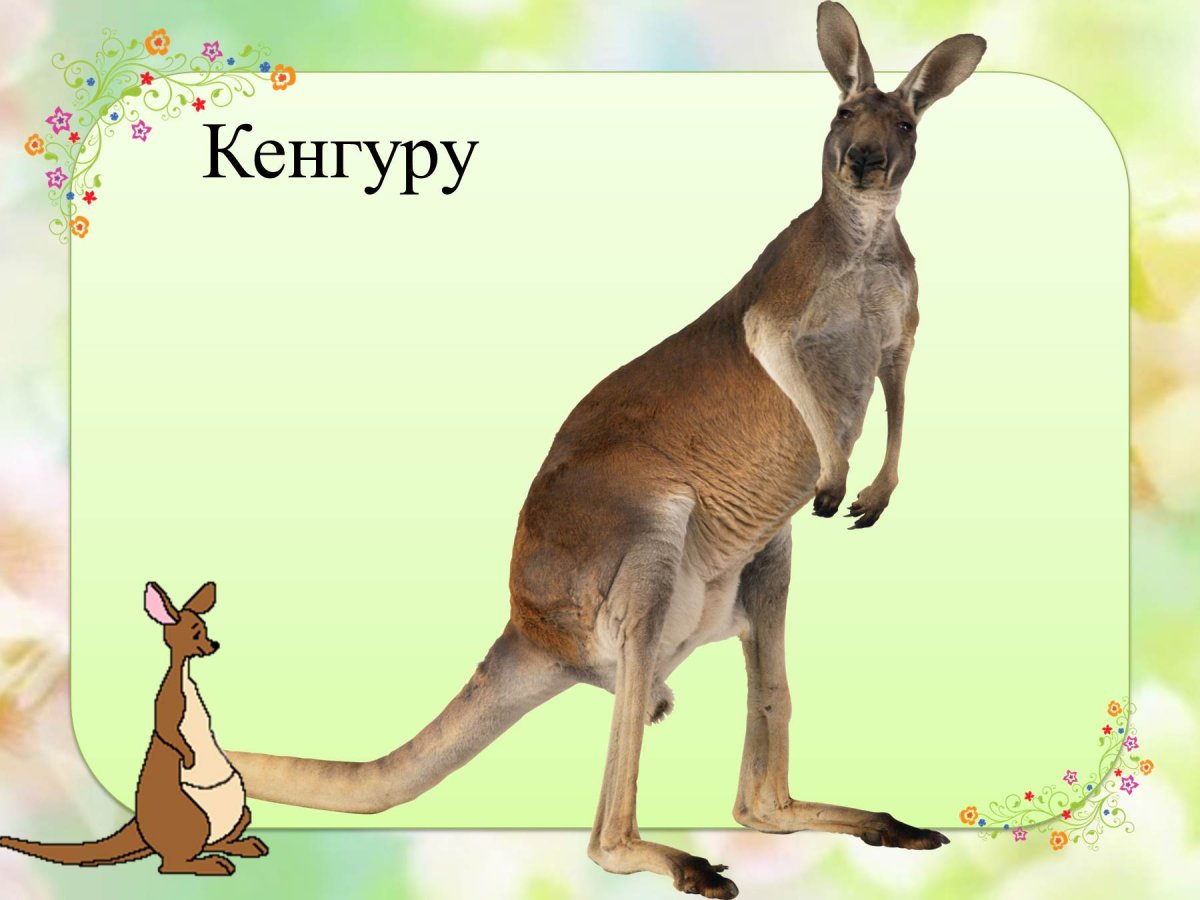 Пазл Ravensburger животные Африки (19305), 1000 дет.