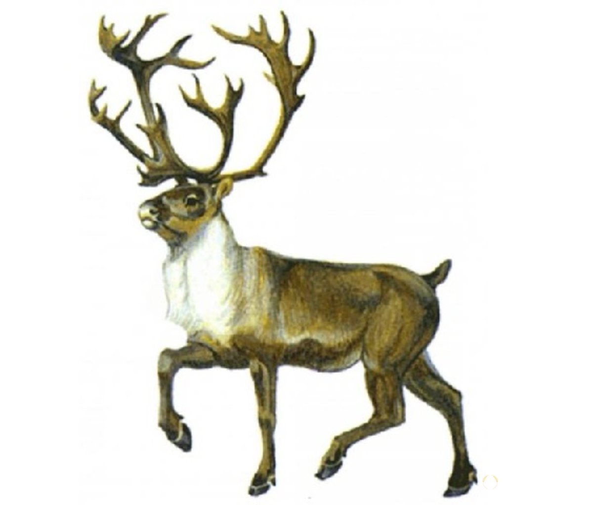 Северный олень на белом фоне