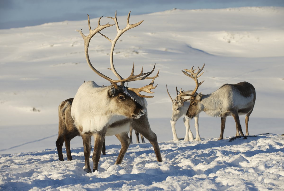 Олениха Северного оленя