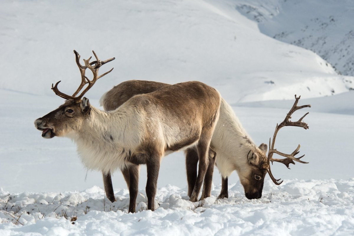 Новоземельский Северный олень