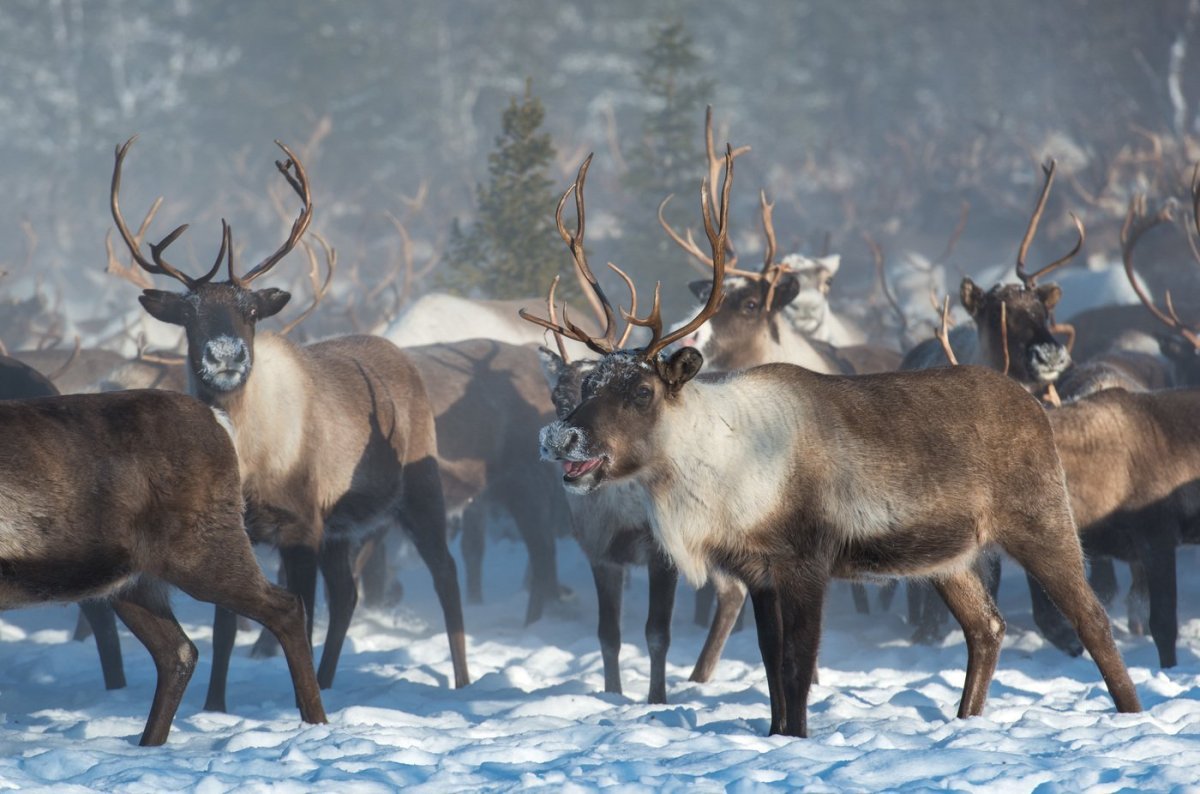 Рисование Северный олень
