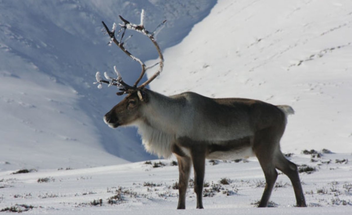 Олень мультяшный