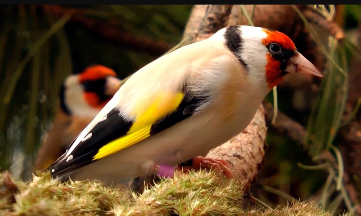 Слеток щегла