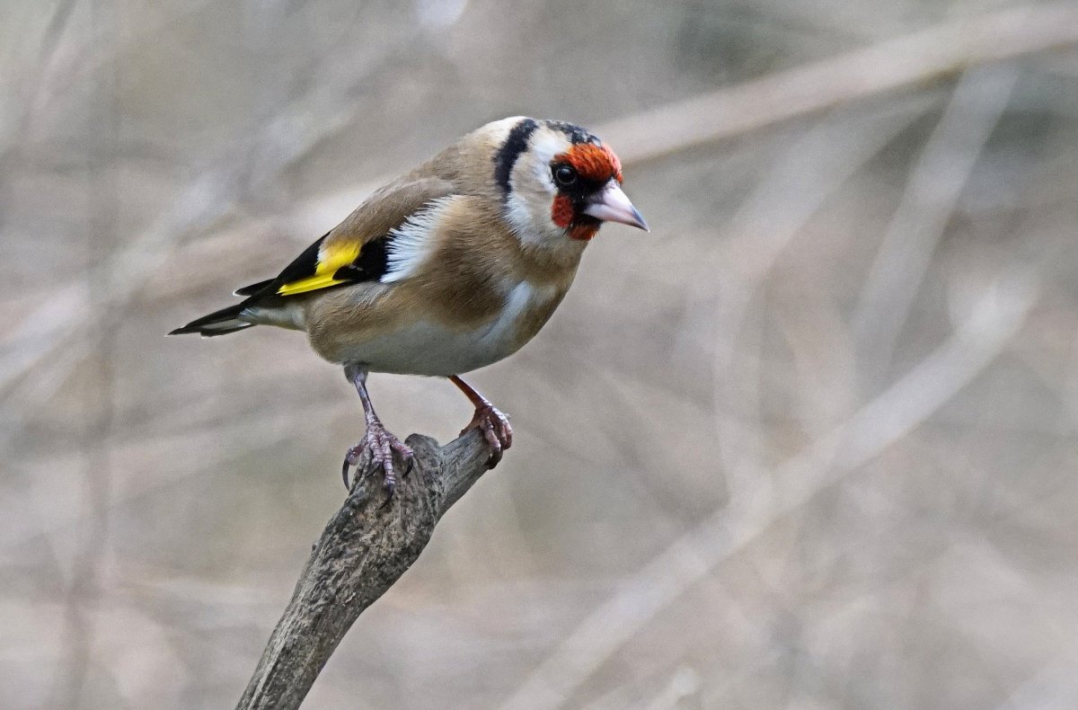 Черноголовый щегол птица