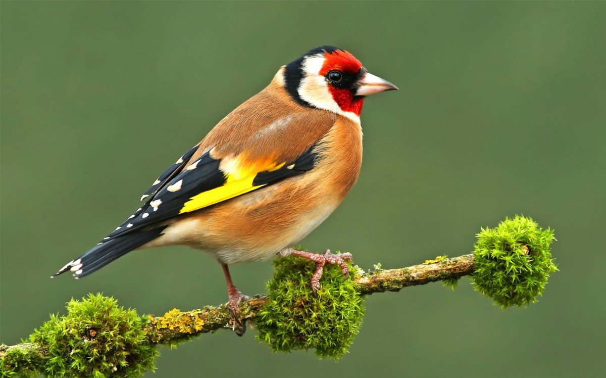 Щегол птица фото