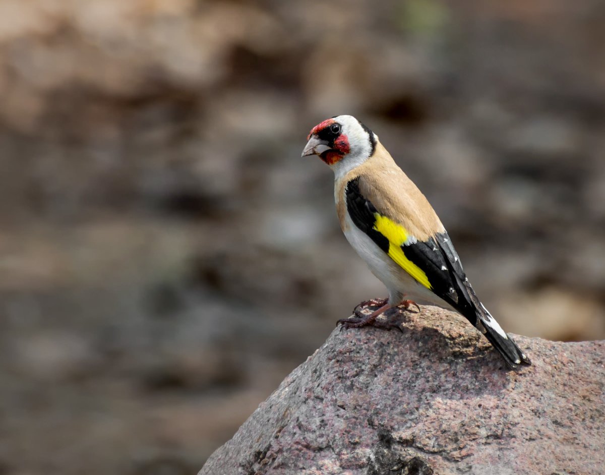 Белый щегол