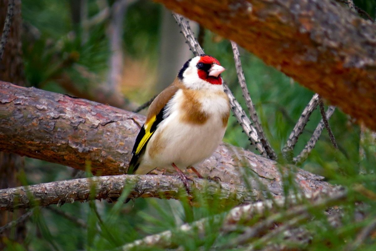 Черноголовый щегол самка