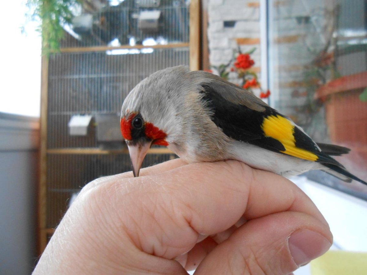 Щегол в Москве птица