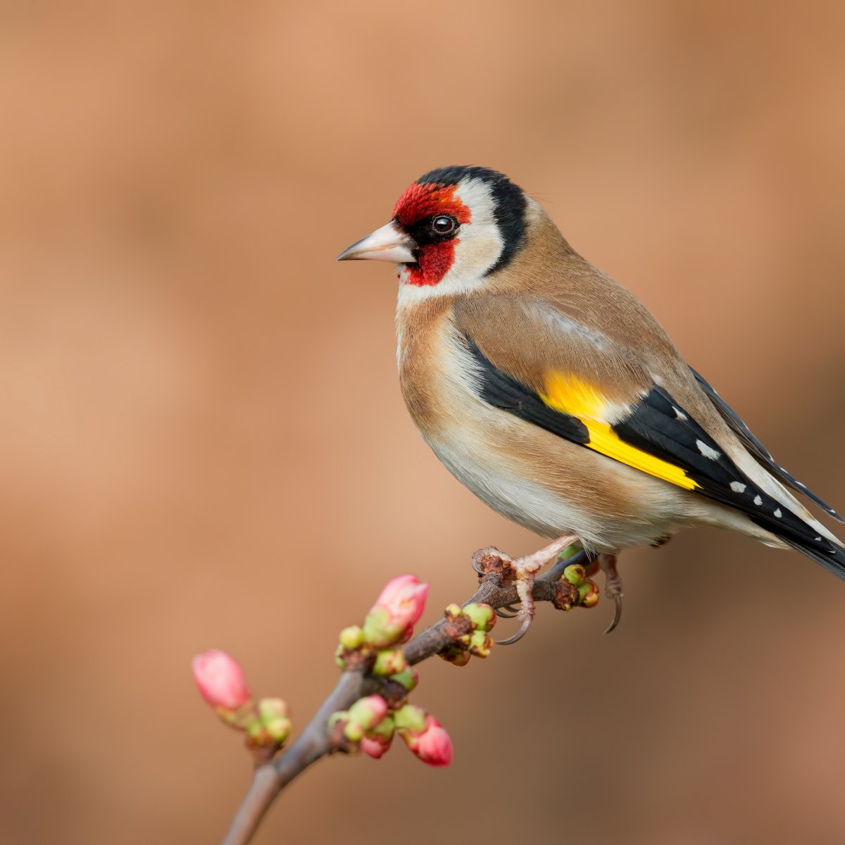 Земляничный щегол