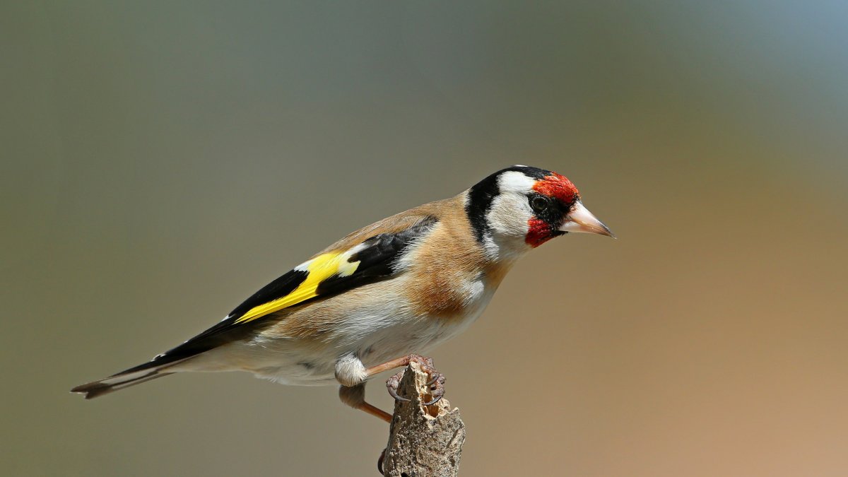 Красноголовый щегол