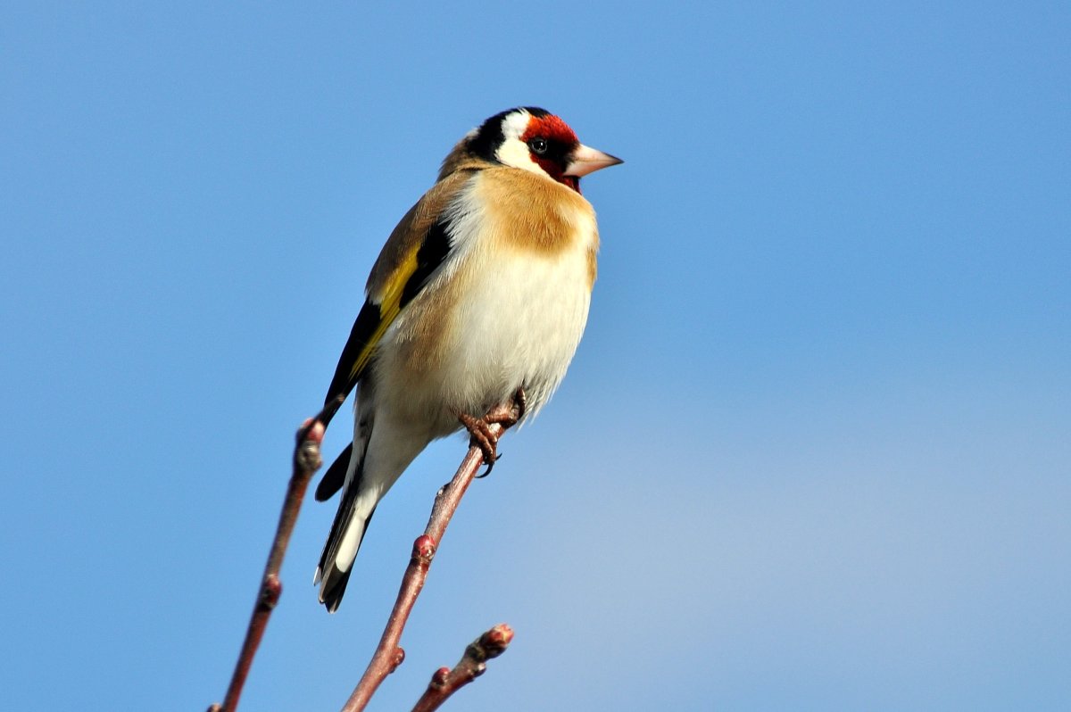 Щегол конкурс