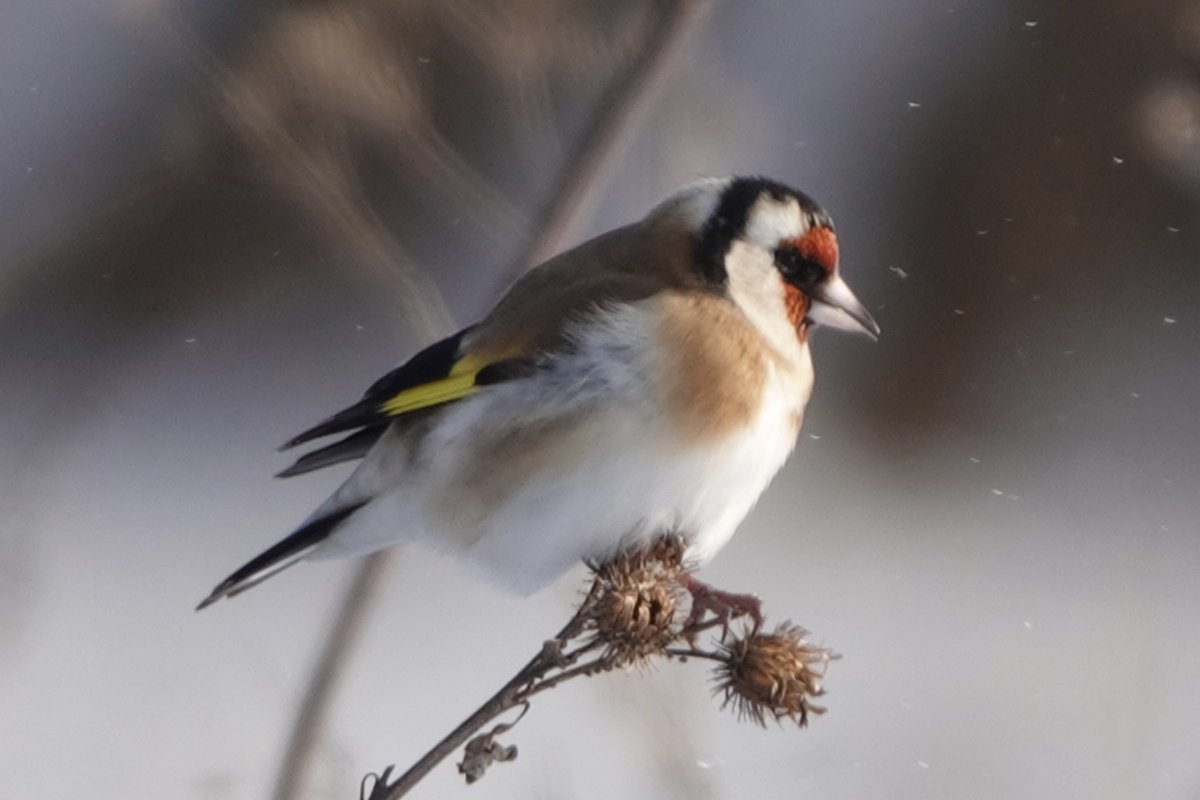 Черноголовый щегол пение