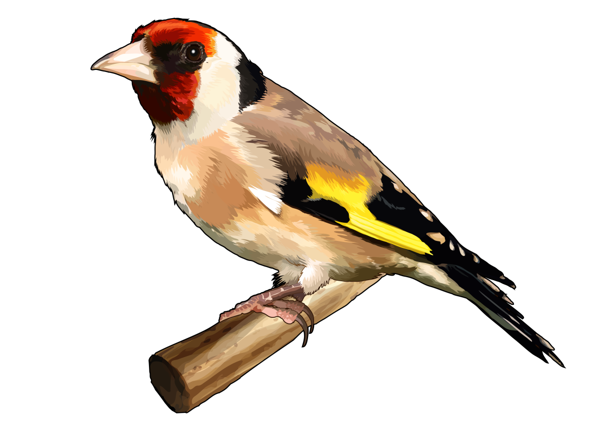 Канарейки и щеглы