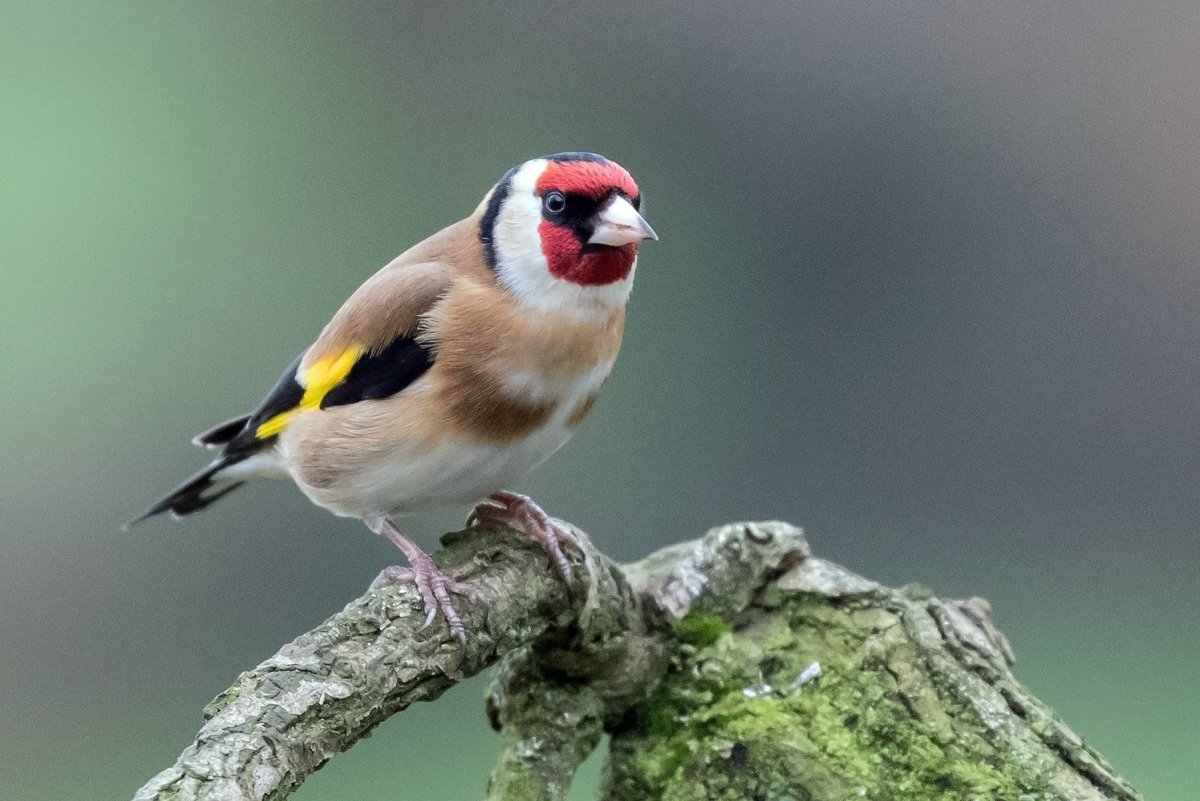 Щебет Щеглов