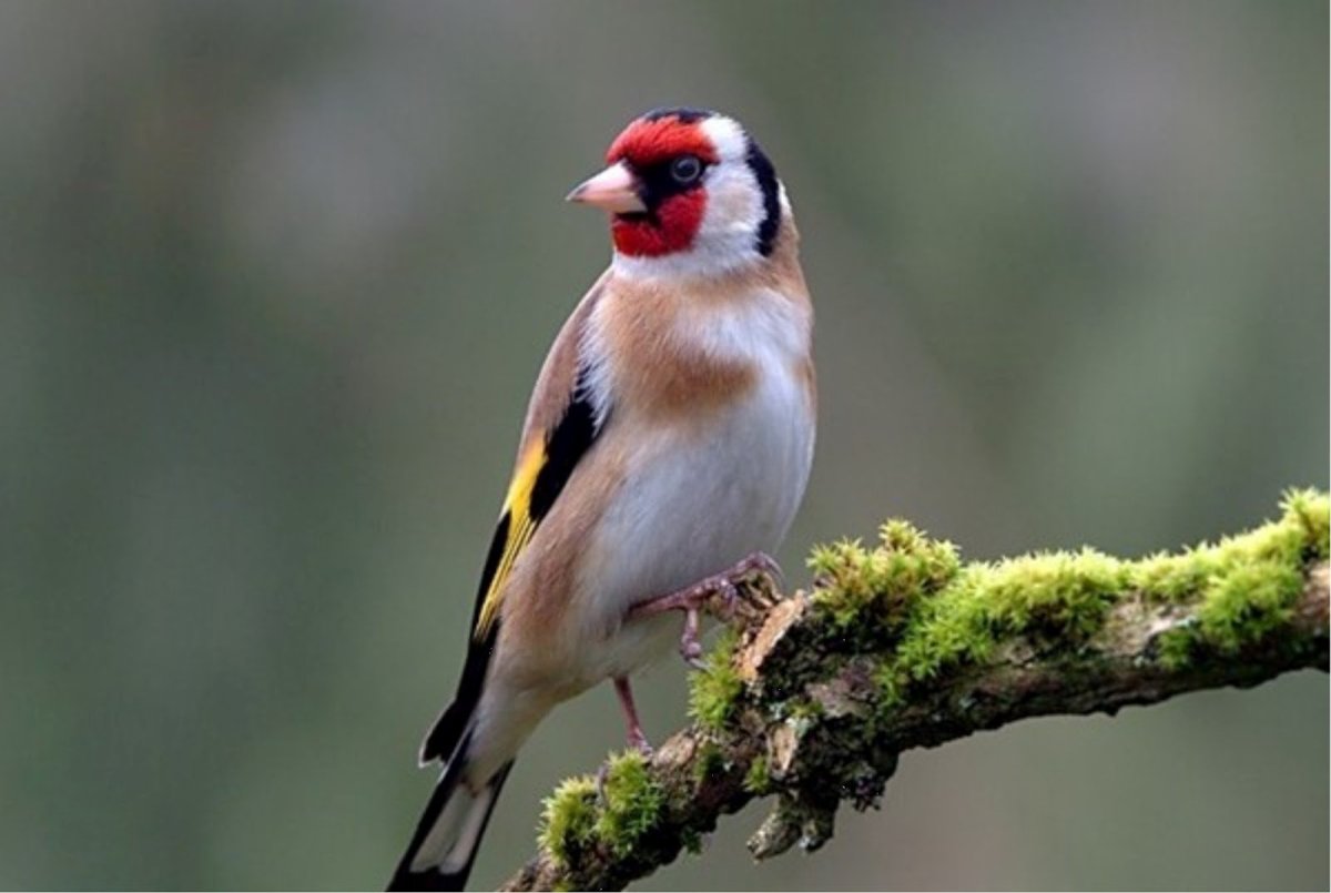 Черноголовый щегол среда обитания