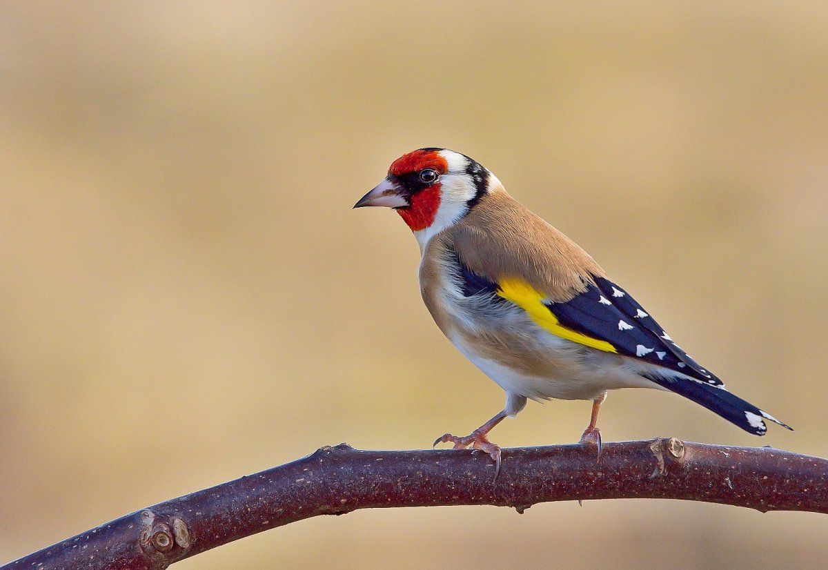 European Goldfinch