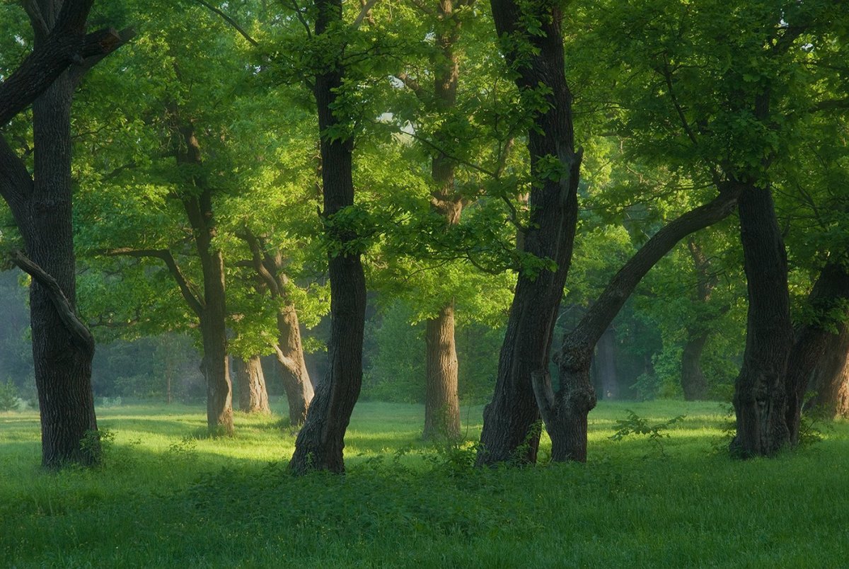 Дубовая роща лес