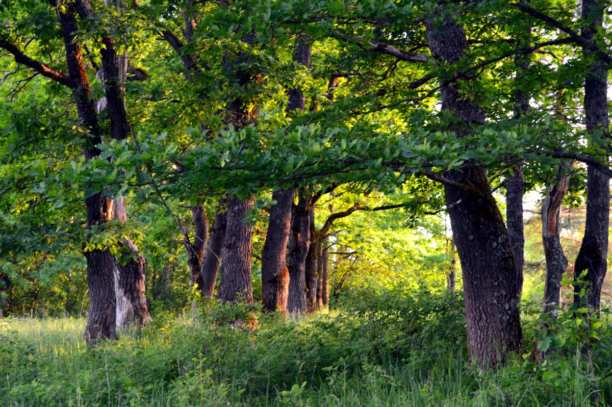 Теллермановский лес Борисоглебск