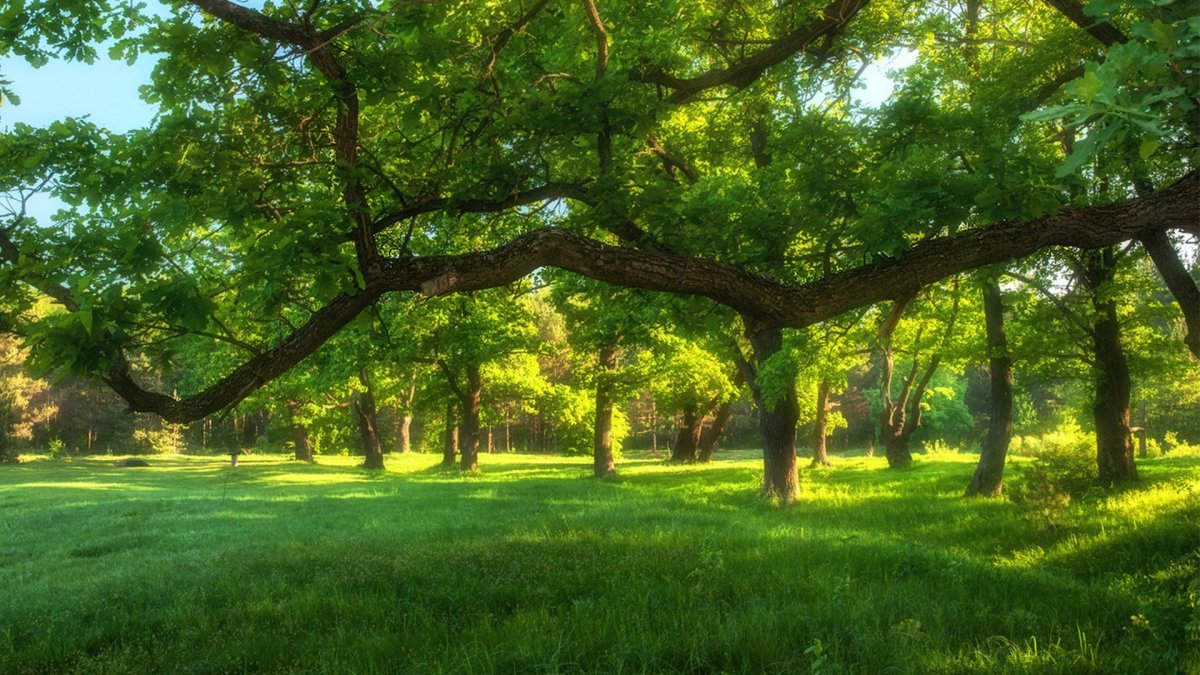 Дубовая роща лес