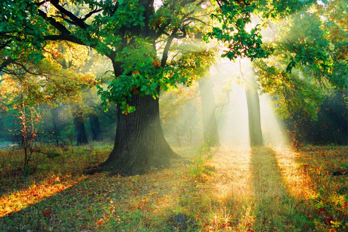 Дубовая роща осень