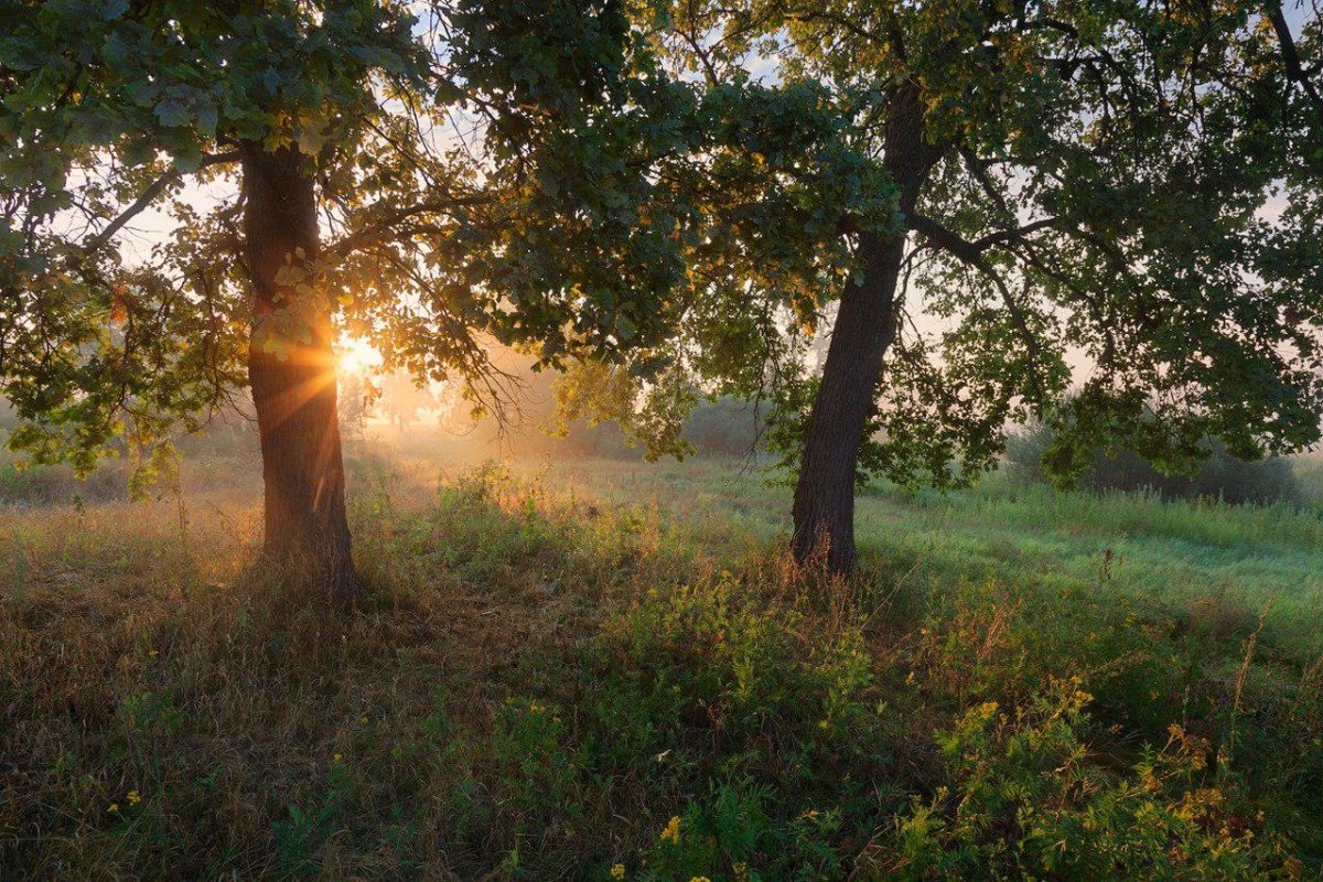 Дубовая роща Городовиковск