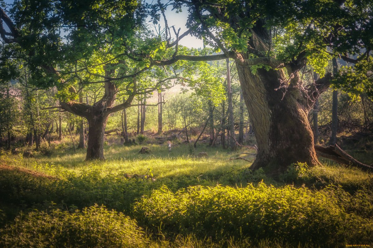 Дубовый лес Висингсё